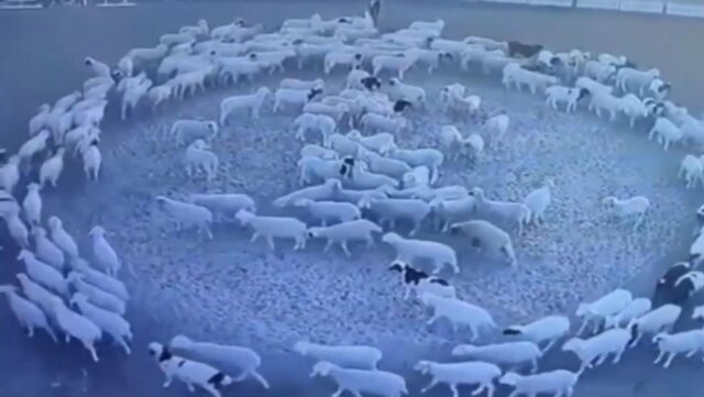 Κίνα: Λύθηκε το μυστήριο με τα πρόβατα που κινούνταν σε κύκλους