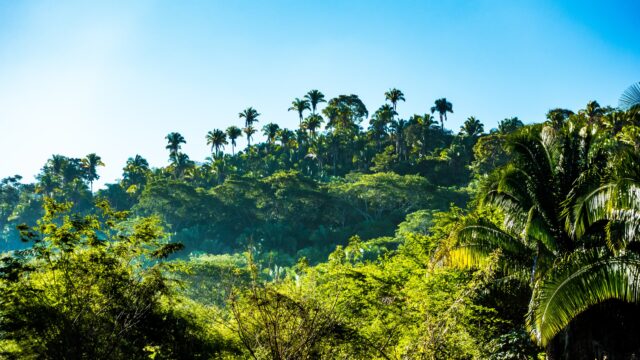 Βραζιλία, ΛΔ Κονγκό και Ινδονησία ανακοίνωσαν συνεργασία για τη διατήρηση των τροπικών δασών