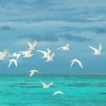 Με εξαφάνιση κινδυνεύει ένα στα οκτώ πουλιά στον πλανήτη