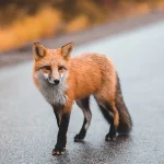 Το “Animal Rights Greece” καταγγέλλει τη θανάτωση αλεπούδων με πρόσχημα την «ενεργητική επιτήρηση για την λύσσα της κόκκινης αλεπούς»