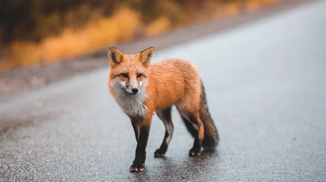 Το “Animal Rights Greece” καταγγέλλει τη θανάτωση αλεπούδων με πρόσχημα την «ενεργητική επιτήρηση για την λύσσα της κόκκινης αλεπούς»