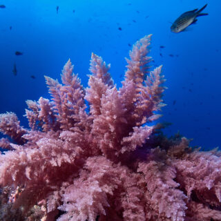 Η υδατοκαλλιέργεια φυκιών είναι το “new age” στη γεωργική παραγωγή