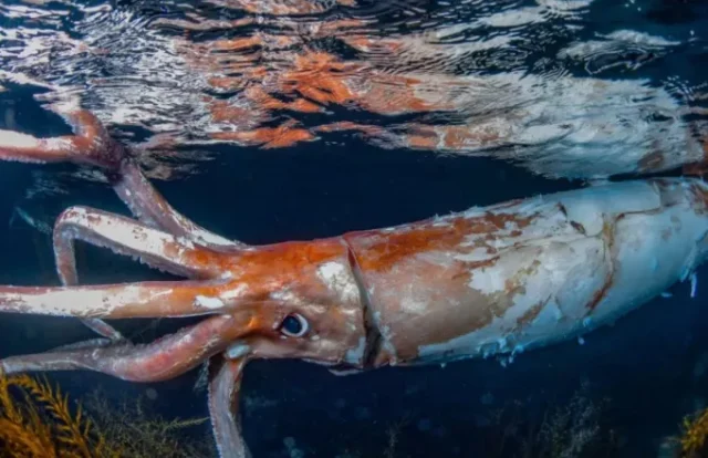 Δύτες βιντεοσκόπησαν γιγάντιο καλαμάρι που κολυμπούσε στα ανοιχτά της Ιαπωνίας [BINTEO]