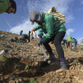 Όταν η φύση χρειάζεται βοήθεια: Ζωή, ξανά, σε ένα δάσος στον Εθνικό Δρυμό Σουνίου