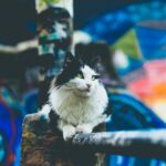 Ελεύθερος αφέθηκε 64χρονος που κλώτσησε αδέσποτη γάτα