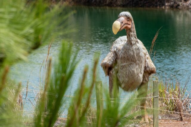 Επιστήμονες θέλουν να «αναστήσουν» το ντόντο, το πτηνό που εξαφανίστηκε τον 17ο αιώνα