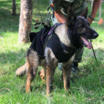 Σεισμός στην Τουρκία: Σκύλος διασώστης καταπλακώθηκε από τα συντρίμμια