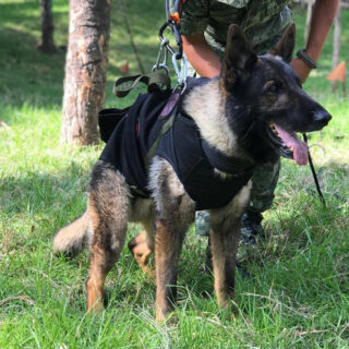 Σεισμός στην Τουρκία: Σκύλος διασώστης καταπλακώθηκε από τα συντρίμμια