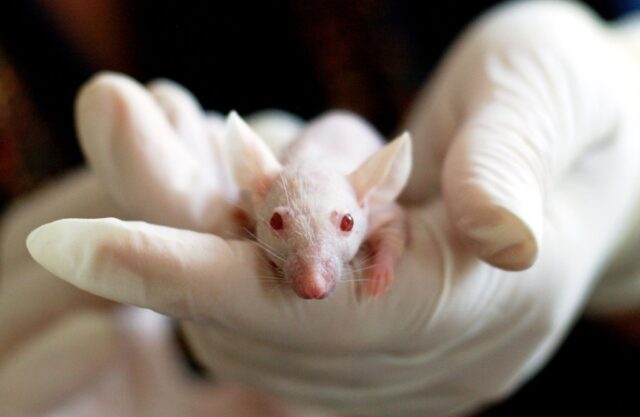 Ιάπωνας επιστήμονας δημιούργησε ωάρια από κύτταρα αρσενικών ποντικιών