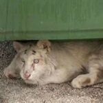 Εγκατέλειψαν παράλυτο τιγράκι σε κάδο έξω από το Αττικό Ζωολογικό Πάρκο [ΒΙΝΤΕΟ]