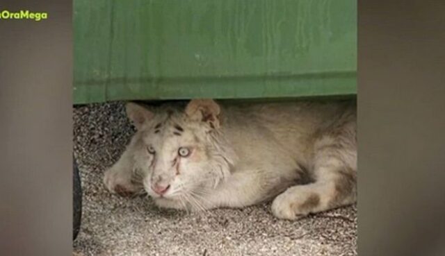 Εγκατέλειψαν παράλυτο τιγράκι σε κάδο έξω από το Αττικό Ζωολογικό Πάρκο [ΒΙΝΤΕΟ]