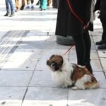 Ζώα συντροφιάς θα μπορούν να «επισκέπτονται» περισσότερους από 120 αρχαιολογικούς χώρους μετά από γνωμοδότηση του ΚΑΣ