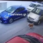 Ασυνείδητη οδηγός χτύπησε εν ψυχρώ σκύλο με το αυτοκίνητό της