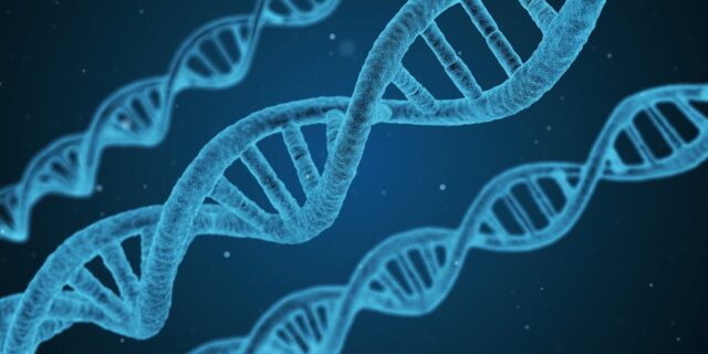 Ερευνητικό πρόγραμμα ανέλυσε το γονιδίωμα 240 διαφορετικών θηλαστικών μεταξύ τους και το ανθρώπινο