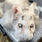 Ευθανασία η μόνη λύση για το λευκό τιγράκι –  Ομόφωνο πόρισμα από τους κτηνιάτρους