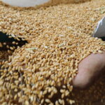 Ουκρανία: Αναχωρεί το τελευταίο πλοίο με σιτηρά – Αναμένεται η απόφαση της Μόσχας για τη συμφωνία της Μαύρης Θάλασσας