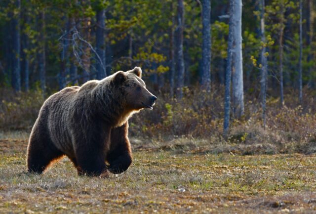 Αρκούδα κατέβηκε για πρώτη φορά στη Θεσσαλονίκη, αναζητώντας τροφή [ΒΙΝΤΕΟ]