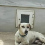 Ζάκυνθος: Άγριος βασανισμός σκύλου – Τον έδεσε στο αυτοκίνητο και τον έσερνε