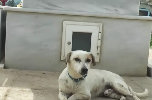 Ζάκυνθος: Άγριος βασανισμός σκύλου – Τον έδεσε στο αυτοκίνητο και τον έσερνε