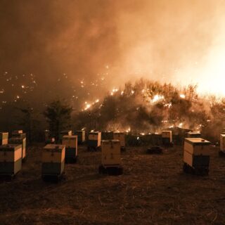 Δύο χρόνια μετά την πυρκαγιά στην Εύβοια: Μελισσοκόμοι και ρητινοπαραγωγοί μιλούν στην Popaganda