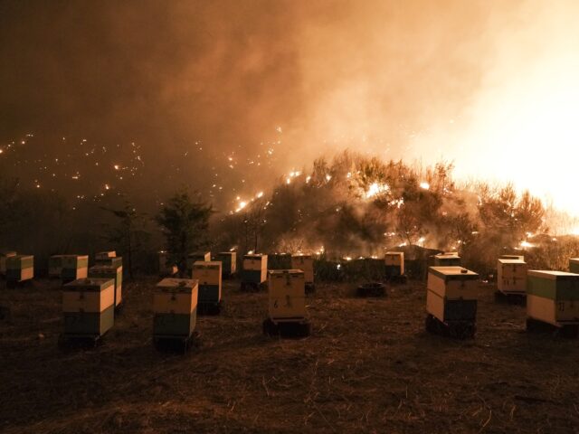 Δύο χρόνια μετά την πυρκαγιά στην Εύβοια: Μελισσοκόμοι και ρητινοπαραγωγοί μιλούν στην Popaganda