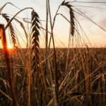 Ερντογάν: Ο Πούτιν θέλει τη συνέχιση της συμφωνίας για τα σιτηρά