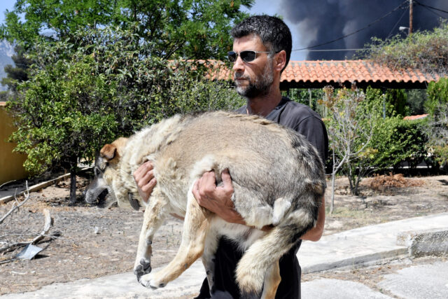 Πυρκαγιές: Πόσα ιπποειδή, παραγωγικά και ζώα συντροφιάς έχουν διασωθεί από τις φλόγες