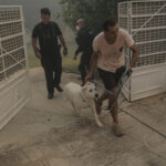 Έκκληση για βοήθεια για τα πυρόπληκτα ζώα: «Έχουμε 380 ζώα αυτήν τη στιγμή εδώ»