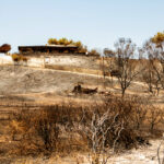 Ρόδος: Εξηγήσεις για τον όλεθρο της πυρκαγιάς ζήτησε η Αντεισαγγελέας Εφετών