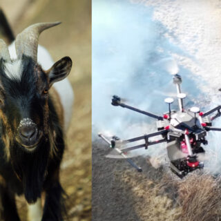 Υπερόπλα για την αποτροπή πυρκαγιάς: Από τις… κατσίκες, στους δρυίδες της τεχνητής νοημοσύνης