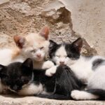 Ρόδος: Πρόστιμο 120.000 ευρώ σε 76χρονο που εγκατέλειψε τέσσερα γατάκια