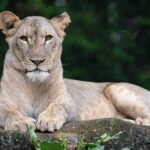 Γερμανία: Λιοντάρι κυκλοφορεί ελεύθερο στο Βερολίνο [ΒΙΝΤΕΟ]