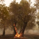 Φωτιές: Μαίνεται για 13η ημέρα το μέτωπο στον Έβρο
