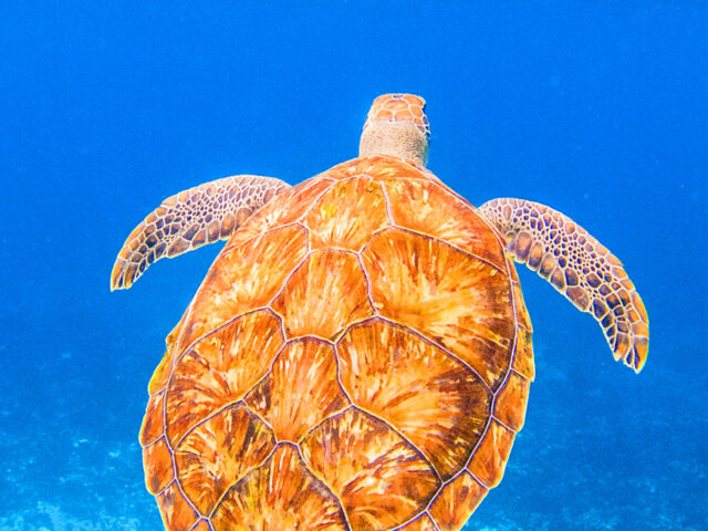 Ξέρεις τι να κάνεις αν δεις στην παραλία θαλάσσια χελώνα ή φωλιά με αυγά;