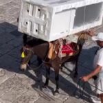 Δήμαρχος Ύδρας: «Αυτό που συμβαίνει στην Ύδρα είναι η κουλτούρα του νησιού και δεν συντρέχουν λόγοι κακοποίησης ζώων»