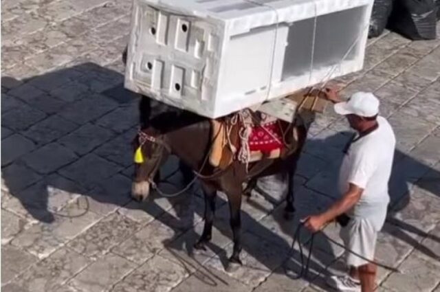 Δήμαρχος Ύδρας: «Αυτό που συμβαίνει στην Ύδρα είναι η κουλτούρα του νησιού και δεν συντρέχουν λόγοι κακοποίησης ζώων»