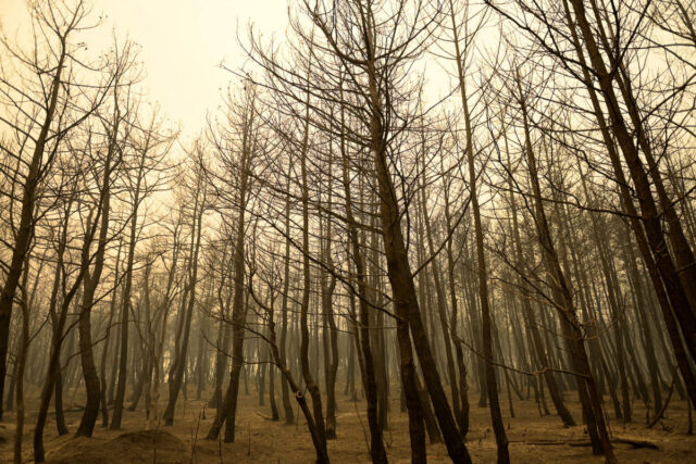 Έβρος: Για 16η μέρα μαίνεται η φωτιά – Μάχη με τις αναζωπυρώσεις