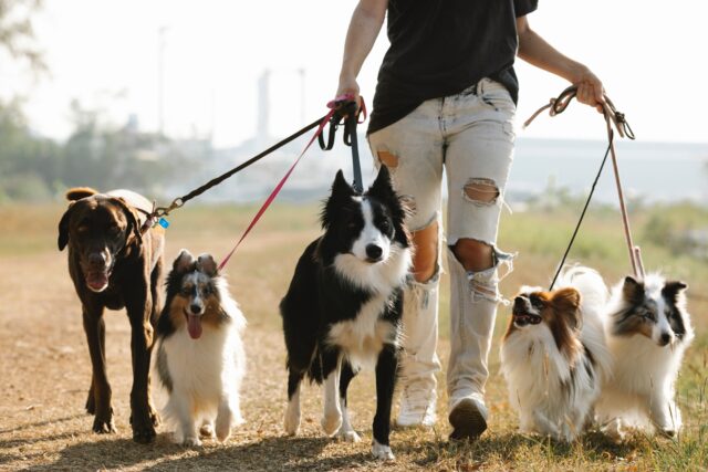 Οι Αμερικανοί ιδιοκτήτες σκύλων διστάζουν να εμβολιάσουν τα κατοικίδιά τους