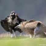 Έβρος: Αδειοδοτούν αιολικά στα καμένες εκτάσεις, μέσα σε περιοχή Natura για τον Μαυρόγυπα