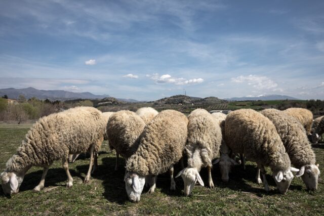 Ηράκλειο: Έκλεψαν πρόβατα από ποιμνιοστάσιο και συνελήφθησαν επ’ αυτοφώρω