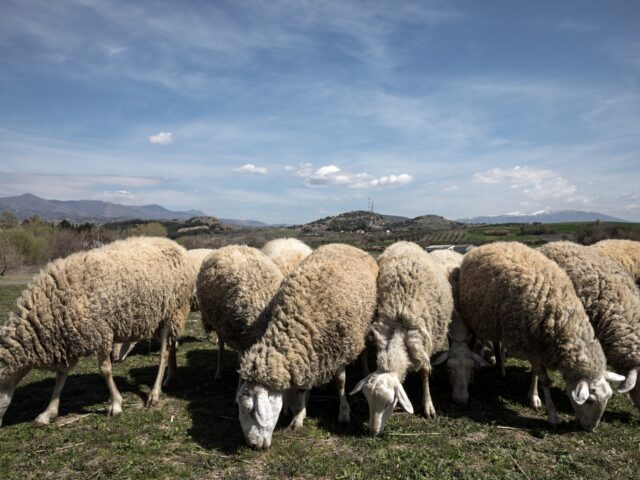 Πάνω από 400.000 ζώα έχουν θανατωθεί λόγω ευλογιάς