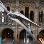 Πορτοκαλί βάφτηκε ομοίωμα δεινοσαύρου στο Μουσείο Φυσικής Ιστορίας του Λονδίνου από διαδηλωτές για το κλίμα