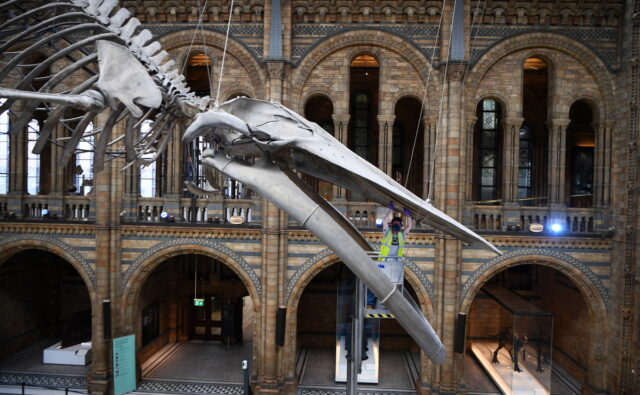 Πορτοκαλί βάφτηκε ομοίωμα δεινοσαύρου στο Μουσείο Φυσικής Ιστορίας του Λονδίνου από διαδηλωτές για το κλίμα