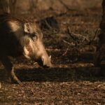 Να επιτραπεί το κυνήγι αγριόχοιρου στον Έβρο για «λόγους δημοσίου συμφέροντος» ζητάει ο υφυπουργός αγροτικής ανάπτυξης και τροφίμων