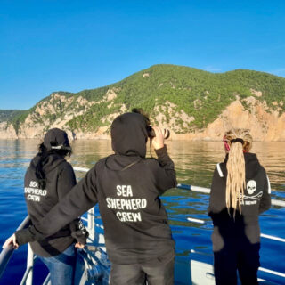 Οι Sea Shepherd προστατεύουν τα δελφίνια και τις φώκιες στην Αλόννησο