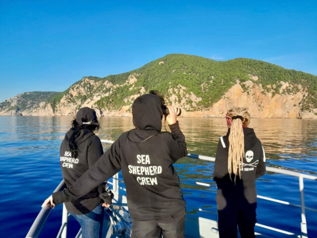 Οι Sea Shepherd προστατεύουν τα δελφίνια και τις φώκιες στην Αλόννησο