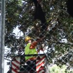 Τέσσερις προσαγωγές πολιτών που διαμαρτύρονταν για το κόψιμο δέντρων στην πλατεία Εξαρχείων