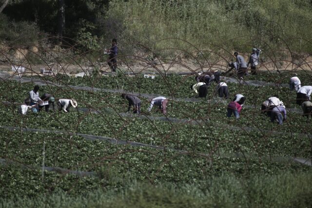 Εξαρθρώθηκε κύκλωμα εκμετάλλευσης μεταναστών εργατών γης