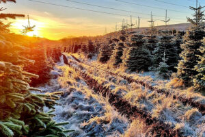 Σε μια βιώσιμη φάρμα χριστουγεννιάτικων δέντρων στη Σκωτία, όλο τον χρόνο είναι γιορτή