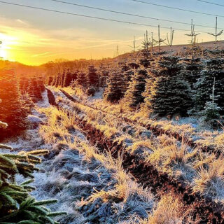 Σε μια βιώσιμη φάρμα χριστουγεννιάτικων δέντρων στη Σκωτία, όλο τον χρόνο είναι γιορτή
